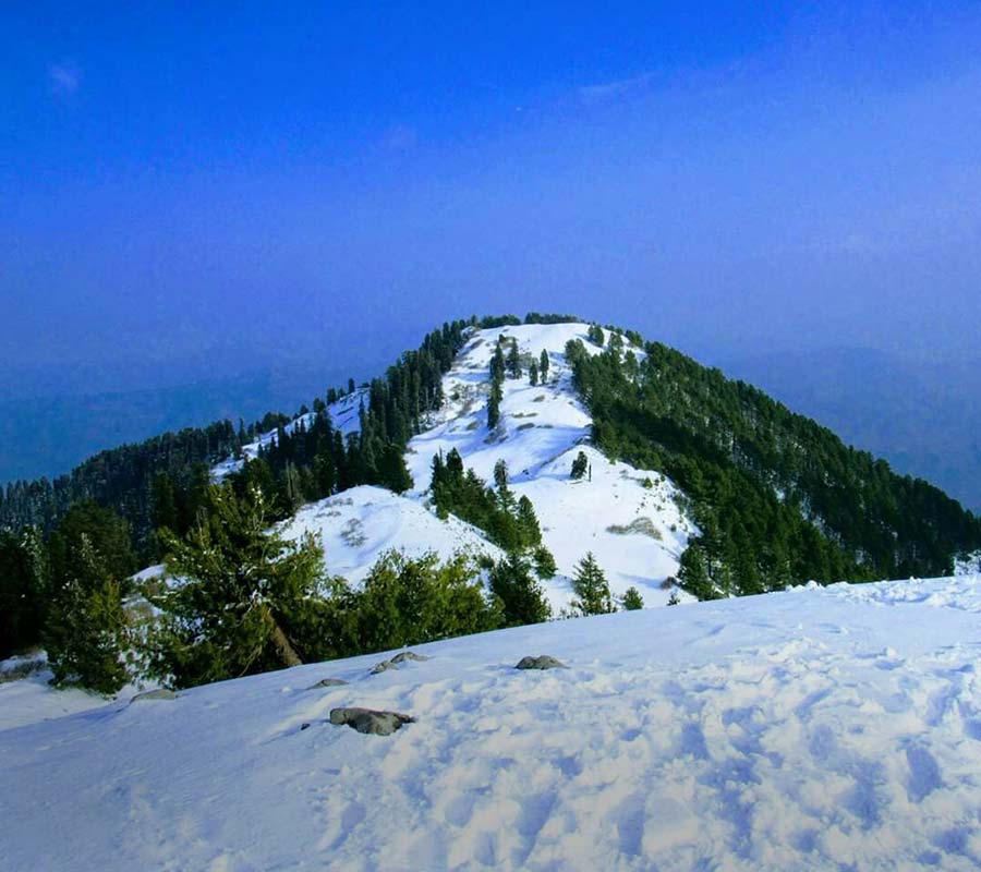 Mushkpuri Top